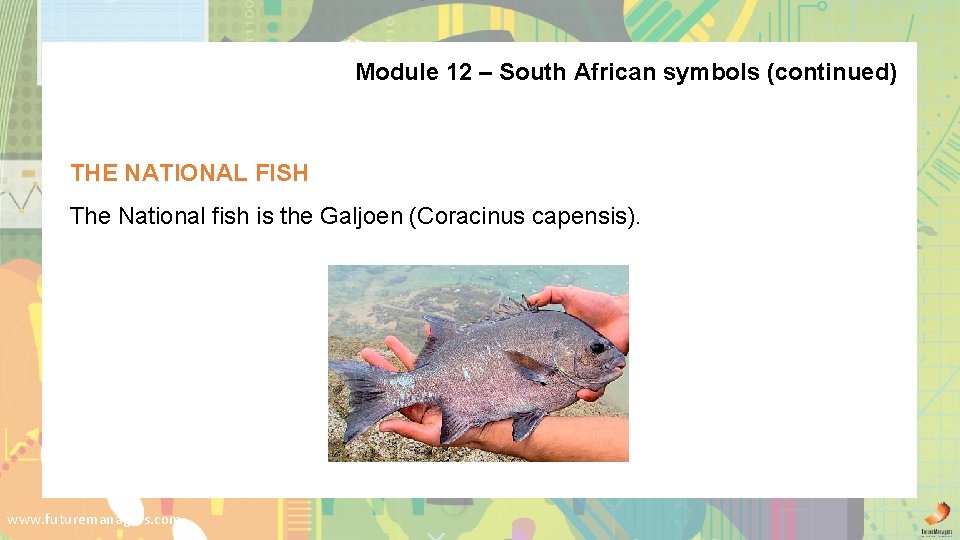 Module 12 – South African symbols (continued) THE NATIONAL FISH The National fish is