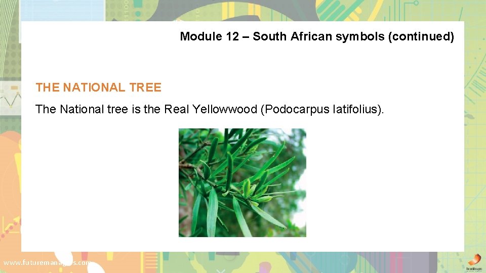 Module 12 – South African symbols (continued) THE NATIONAL TREE The National tree is
