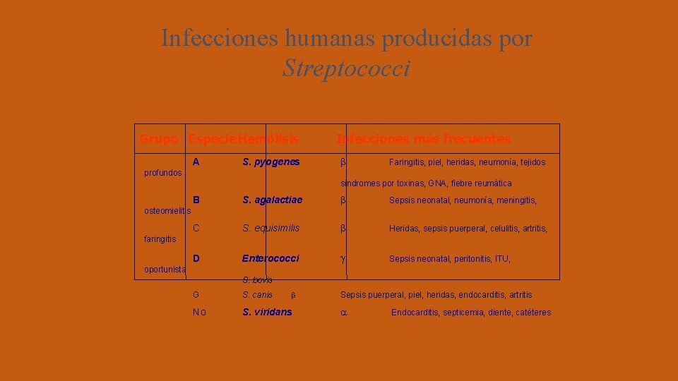 Infecciones humanas producidas por Streptococci Grupo Especie. Hemólisis A S. pyogenes Infecciones más frecuentes