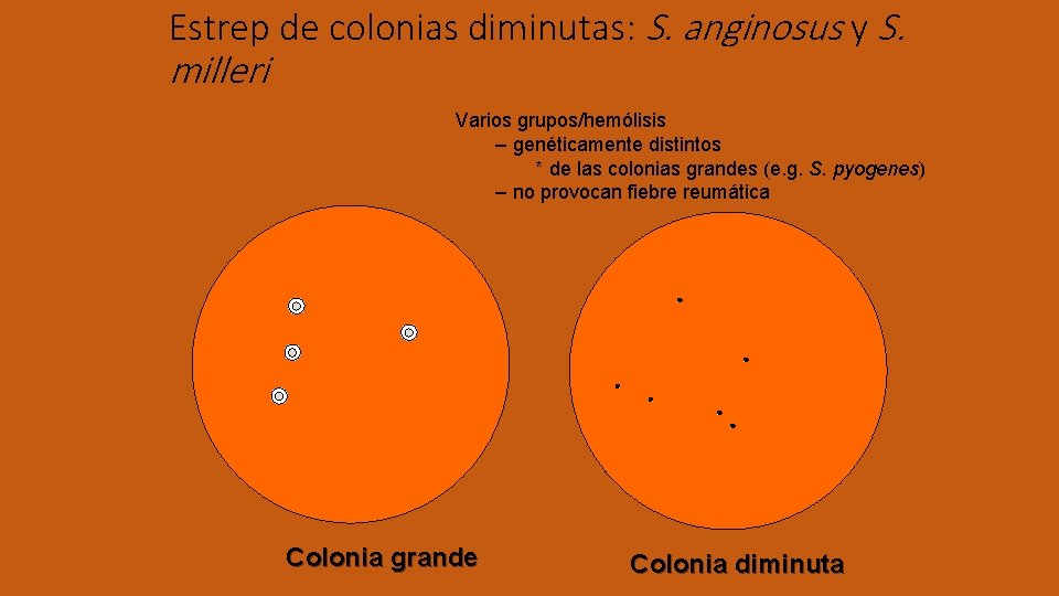 Estrep de colonias diminutas: S. anginosus y S. milleri Varios grupos/hemólisis – genéticamente distintos