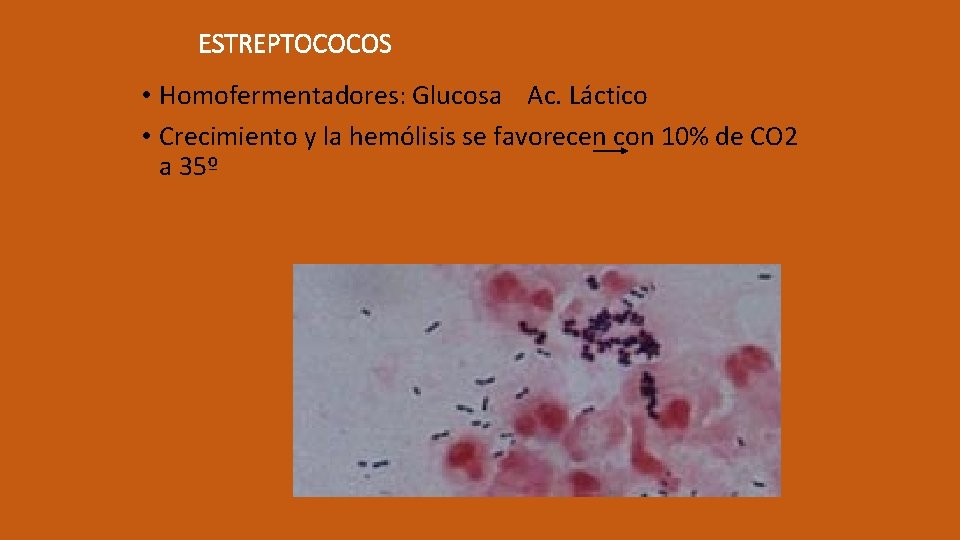 ESTREPTOCOCOS • Homofermentadores: Glucosa Ac. Láctico • Crecimiento y la hemólisis se favorecen con