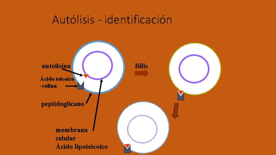 Autólisis - identificación autolisina Ácido teicoico -colina peptidoglicano membrana celular Ácido lipoteicoico Bilis 