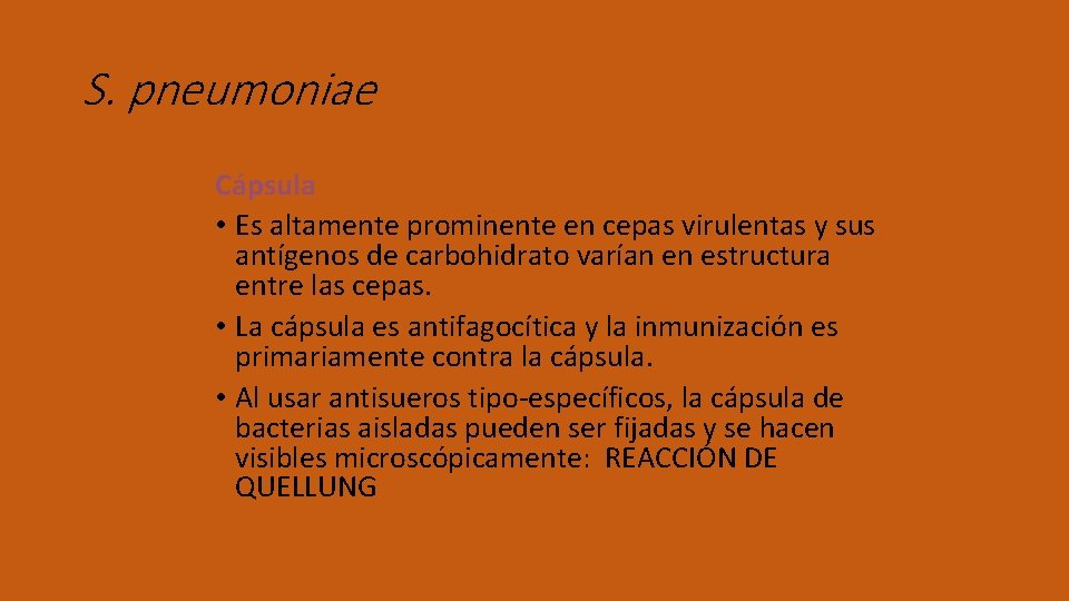 S. pneumoniae Cápsula • Es altamente prominente en cepas virulentas y sus antígenos de