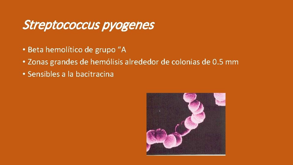 Streptococcus pyogenes • Beta hemolítico de grupo “A • Zonas grandes de hemólisis alrededor