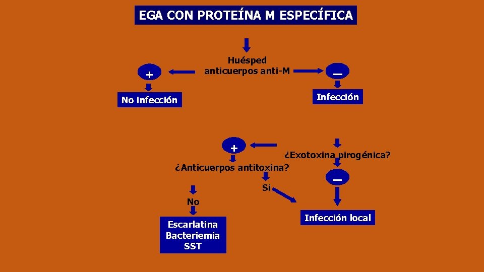EGA CON PROTEÍNA M ESPECÍFICA Huésped anticuerpos anti-M + — Infección No infección +
