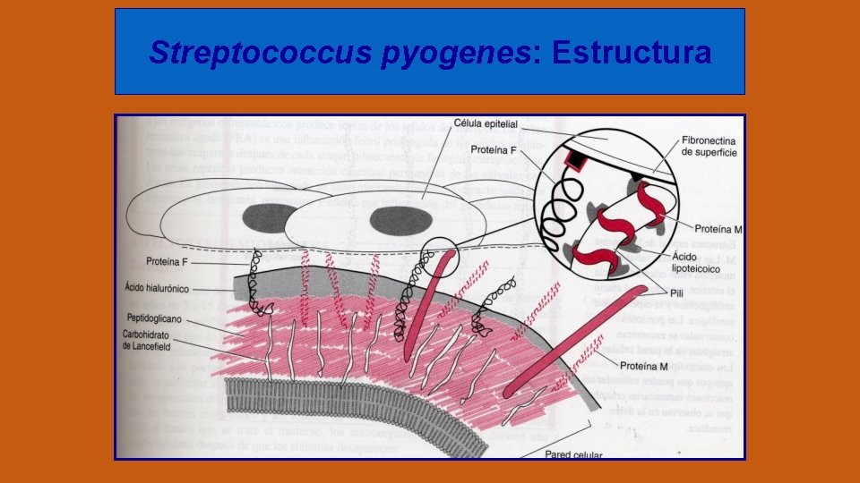 Streptococcus pyogenes: Estructura 