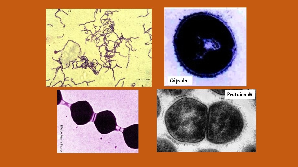 Cápsula Proteína M 
