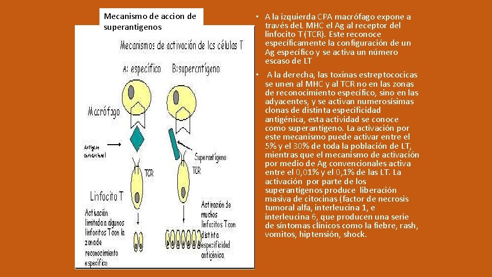 Mecanismo de accion de superantigenos • A la izquierda CPA macrófago expone a través