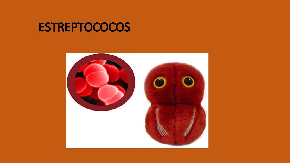 ESTREPTOCOCOS 