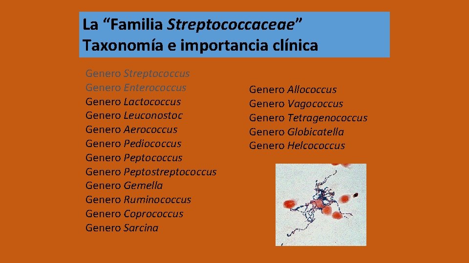 La “Familia Streptococcaceae” Taxonomía e importancia clínica Genero Streptococcus Genero Enterococcus Genero Lactococcus Genero
