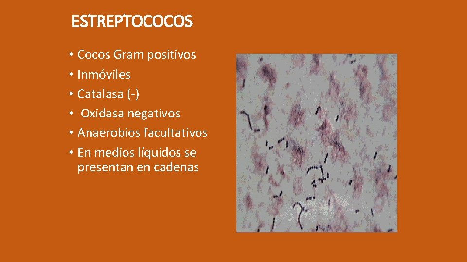 ESTREPTOCOCOS • Cocos Gram positivos • Inmóviles • Catalasa (-) • Oxidasa negativos •