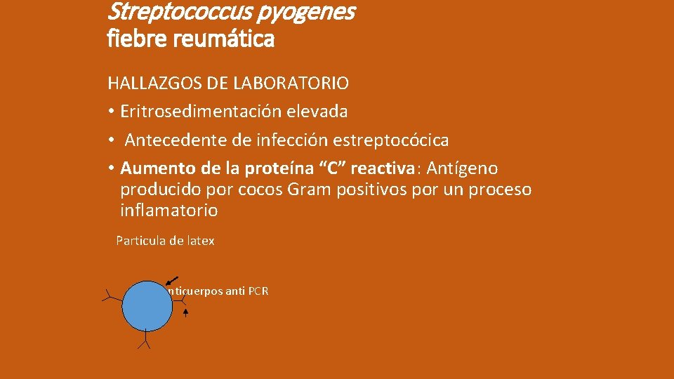 Streptococcus pyogenes fiebre reumática HALLAZGOS DE LABORATORIO • Eritrosedimentación elevada • Antecedente de infección
