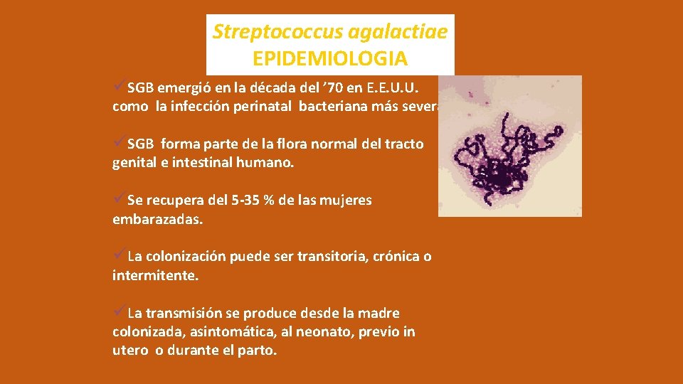 Streptococcus agalactiae EPIDEMIOLOGIA üSGB emergió en la década del ’ 70 en E. E.