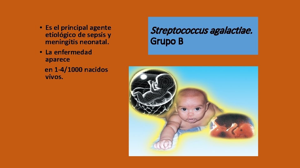  • Es el principal agente etiológico de sepsis y meningitis neonatal. • La