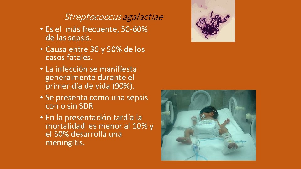 Streptococcus agalactiae • Es el más frecuente, 50 -60% de las sepsis. • Causa