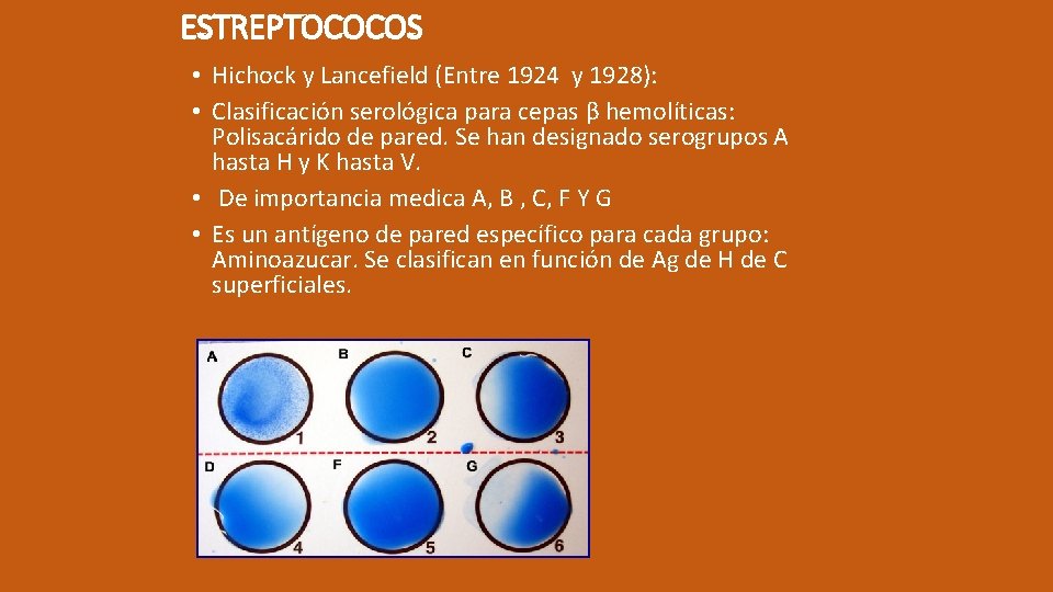 ESTREPTOCOCOS • Hichock y Lancefield (Entre 1924 y 1928): • Clasificación serológica para cepas