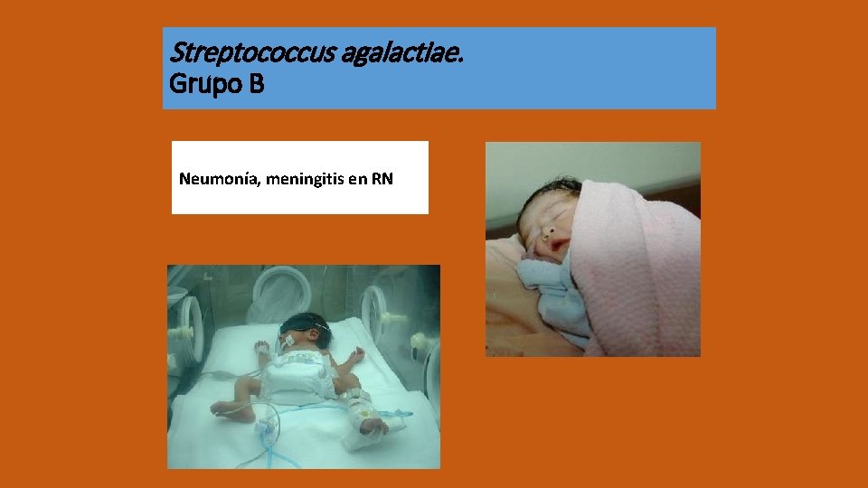 Streptococcus agalactiae. Grupo B Neumonía, meningitis en RN 