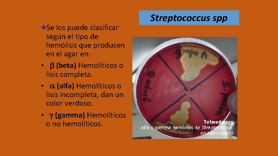 Se los puede clasificar según el tipo de hemólisis que producen en el agar