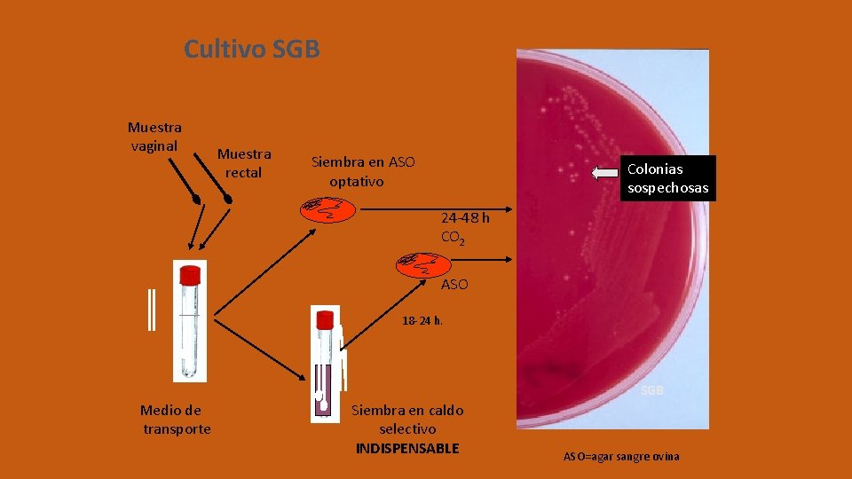 Cultivo SGB Muestra vaginal Muestra rectal Siembra en ASO optativo Colonias sospechosas 24 -48