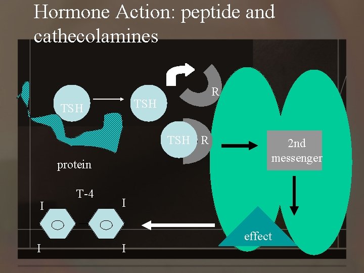 Hormone Action: peptide and cathecolamines R TSH TSH R protein I I T-4 2