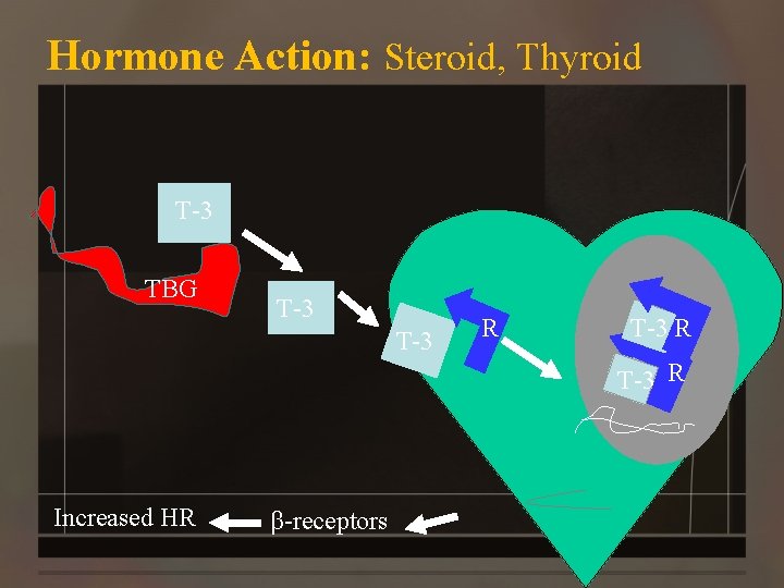 Hormone Action: Steroid, Thyroid T-3 TBG T-3 R Increased HR β-receptors 