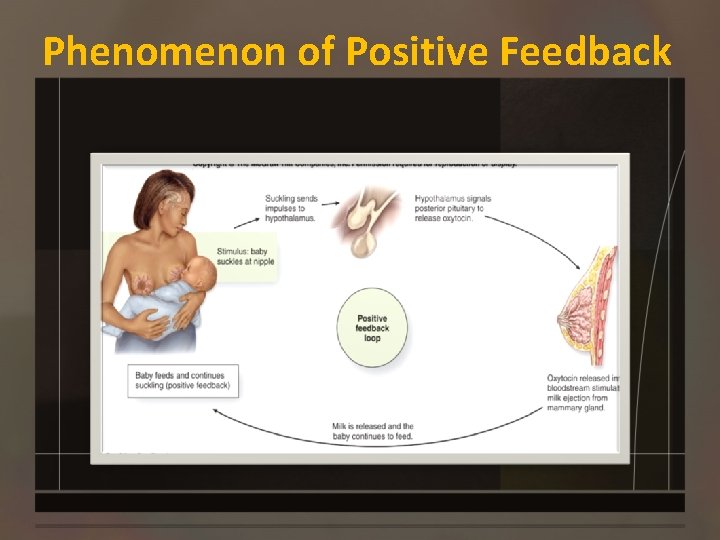Phenomenon of Positive Feedback 