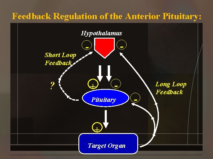 Feedback Regulation of the Anterior Pituitary: Hypothalamus Short Loop Feedback ? - - +