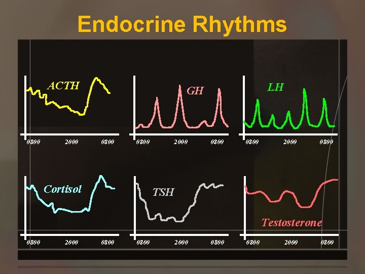 Endocrine Rhythms ACTH 0800 2000 LH GH 0800 Cortisol 2000 0800 TSH Testosterone 0800