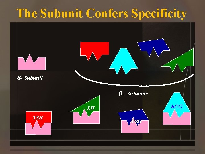 The Subunit Confers Specificity α- Subunit β - Subunits h. CG LH TSH FSH