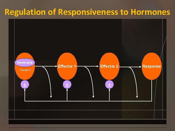 Regulation of Responsiveness to Hormones Hormone Effector 1 Effector 2 ± ± Receptor ±