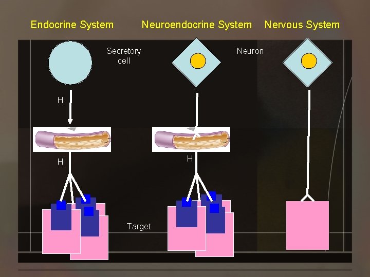 Endocrine System Neuroendocrine System Secretory cell Neuron H H H Target Nervous System 