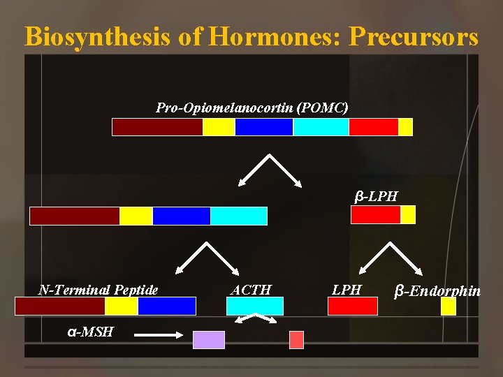 Biosynthesis of Hormones: Precursors Pro-Opiomelanocortin (POMC) β-LPH N-Terminal Peptide α-MSH ACTH LPH β-Endorphin 
