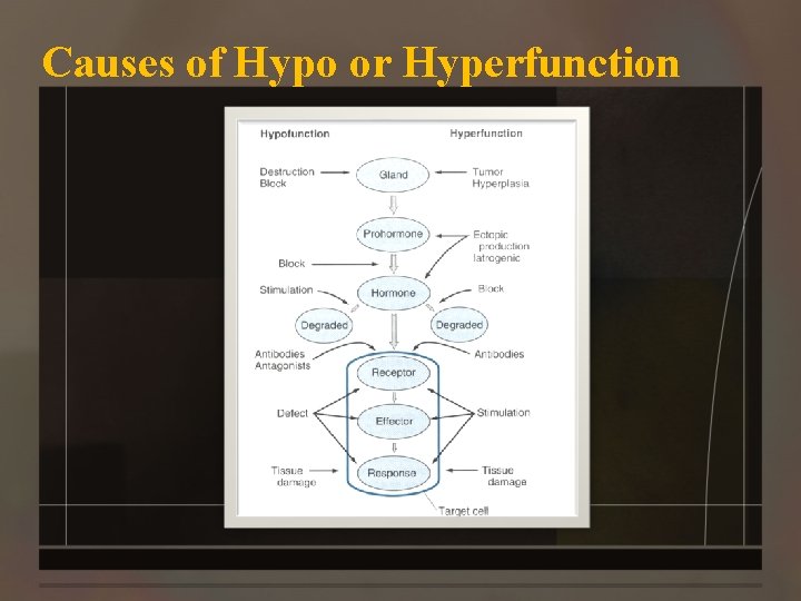 Causes of Hypo or Hyperfunction 
