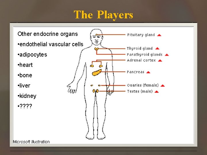 The Players Other endocrine organs • endothelial vascular cells • adipocytes • heart •