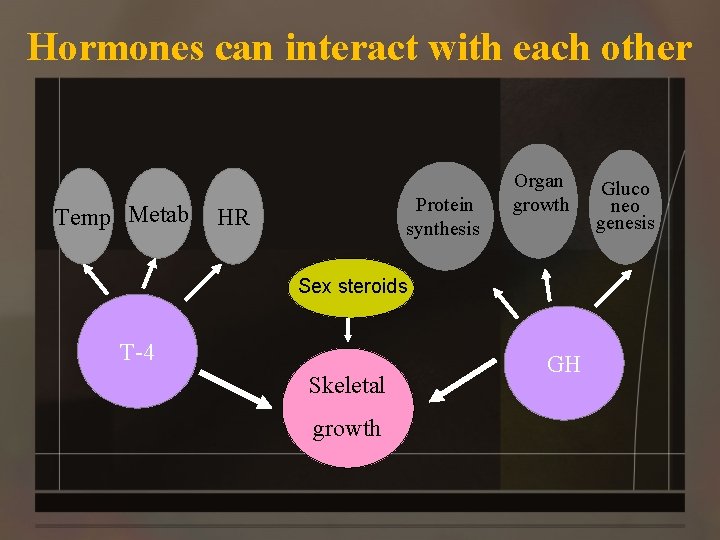 Hormones can interact with each other Temp Metab Protein synthesis HR Organ growth Sex