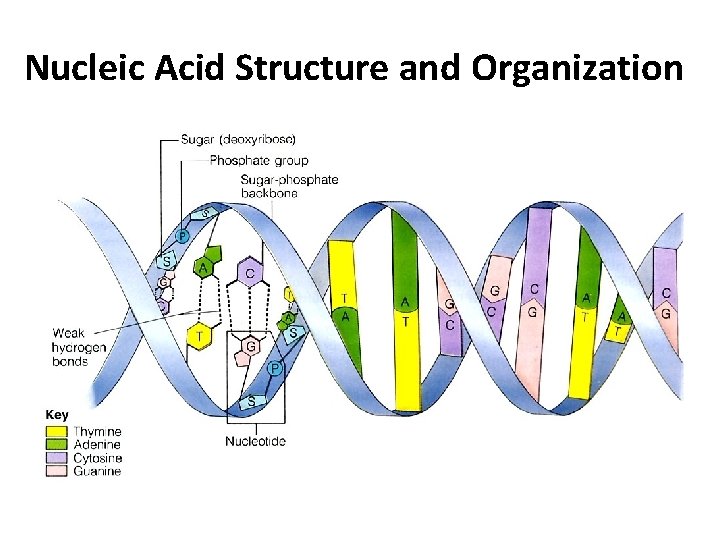 Nucleic Acid Structure and Organization 