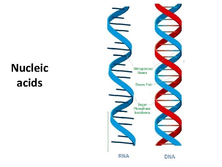 Nucleic acids 