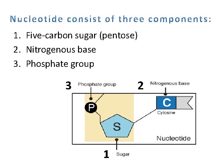 1. Five-carbon sugar (pentose) 2. Nitrogenous base 3. Phosphate group 3 2 1 