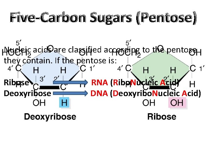 Five-Carbon Sugars (Pentose) Nucleic acids are classified according to the pentose they contain. If