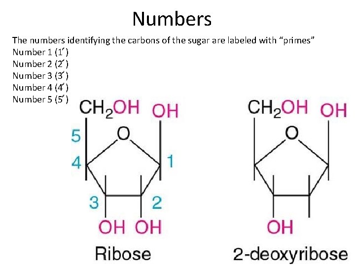 Numbers The numbers identifying the carbons of the sugar are labeled with “primes” Number