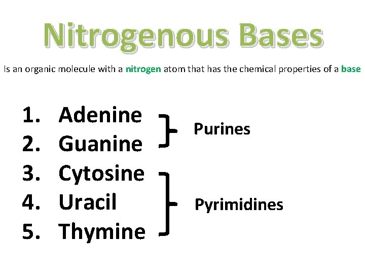 Nitrogenous Bases Is an organic molecule with a nitrogen atom that has the chemical