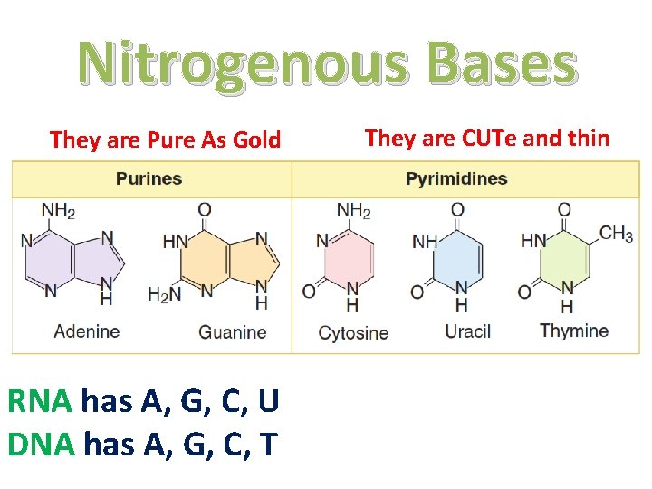 Nitrogenous Bases They are Pure As Gold RNA has A, G, C, U DNA