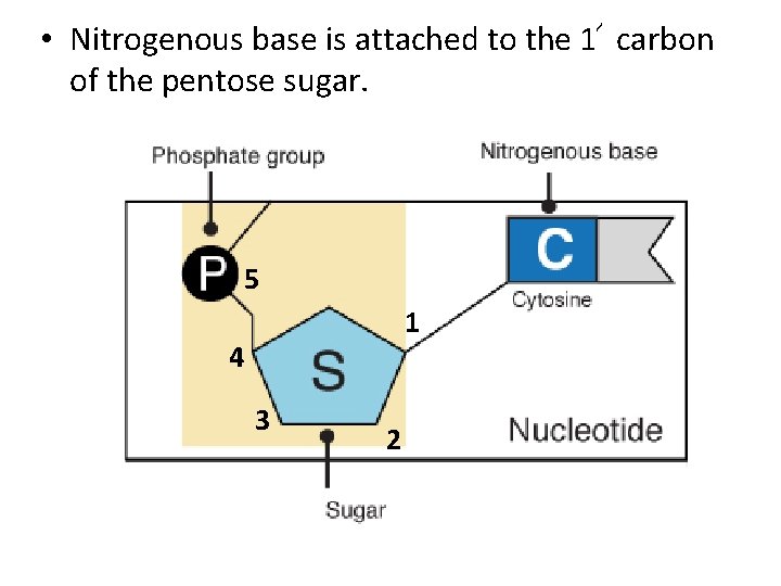  • Nitrogenous base is attached to the 1՜ carbon of the pentose sugar.