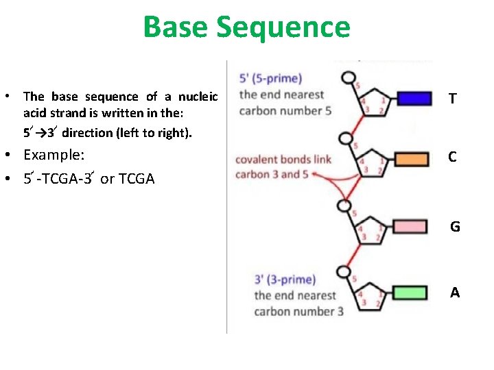 Base Sequence • The base sequence of a nucleic acid strand is written in