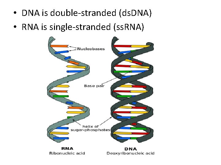  • DNA is double-stranded (ds. DNA) • RNA is single-stranded (ss. RNA) 