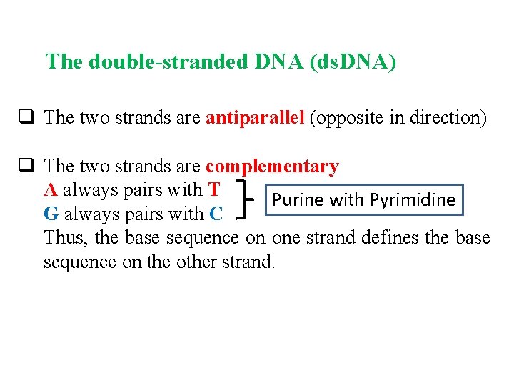 The double-stranded DNA (ds. DNA) q The two strands are antiparallel (opposite in direction)