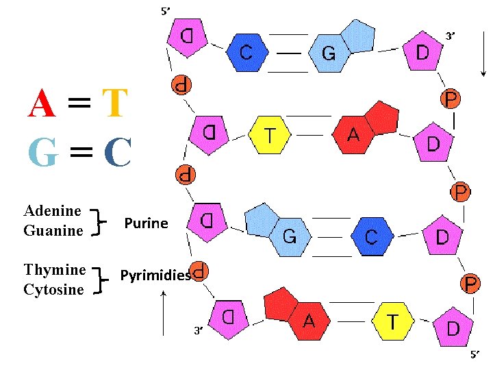 A=T G=C Adenine Guanine Purine Thymine Cytosine Pyrimidies 