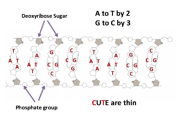 A to T by 2 G to C by 3 Deoxyribose Sugar T A