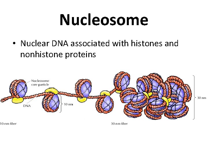 Nucleosome • Nuclear DNA associated with histones and nonhistone proteins 
