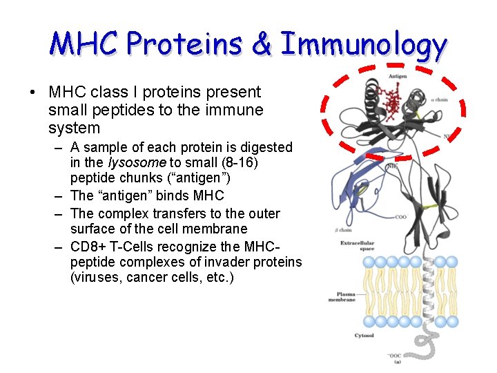 MHC Proteins & Immunology • MHC class I proteins present small peptides to the MHC Proteins & Immunology • MHC class I proteins present small peptides to the